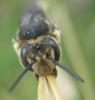 Coelioxys conoidea